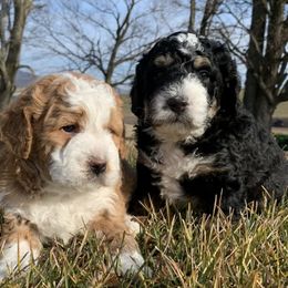 Bernedoodles from Pencroft Farm