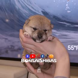 AIKO - Red female Shiba Inu puppy in Minnesota from BonsaiShibas