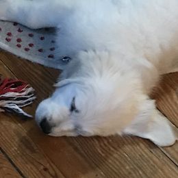 Golden Retriever Puppies from Flooful Farms