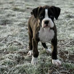Louie - Brindle male Boxer puppy in Madras, Oregon from BnT Boxers