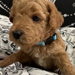 Sammy - Apricot Poodle puppy in Houston (Rosenberg Area), Texas from Danielle's Poodles