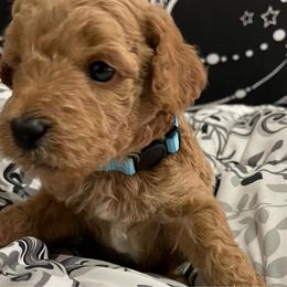 Sammy - Apricot Poodle puppy in Houston (Rosenberg Area), Texas from Danielle's Poodles