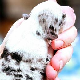 Zarina - Blue merle female Miniature Australian Shepherd puppy in Punta Gorda, Florida from Christie's Creekside Aussies