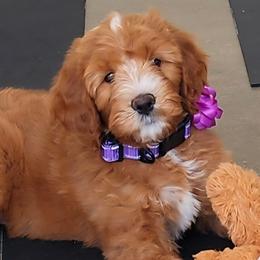 Red Delicious - Red male Labradoodle puppy in Anaheim, California from BabySweet Labradoodles