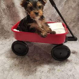Biewer Terrier and Yorkshire Terrier Puppies from Niko Kennel