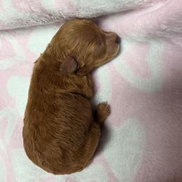 Demi (CKC) - Red  female Poodle puppy in Rainbow City, Alabama from Spinks Poodles