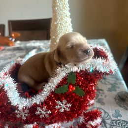 Peter Pan - Cream male Dachshund puppy in Molino, Florida from Dooney's Dachshunds
