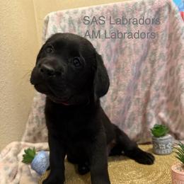 Ruby Roo - Black female Labrador Retriever puppy in Wittmann, Arizona from AM Labradors