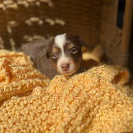 Goldie - Red tri female Miniature Australian Shepherd puppy in Ellendale, North Dakota from Ark Acres Kennels