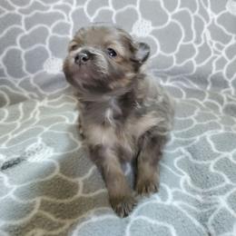 Olivia - Lavender female Pomeranian puppy in Bellevue, Iowa from Fluffy Wonders Poms and Doodles