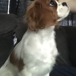 Cavalier King Charles Spaniel Puppies from Christina’s Cavaliers