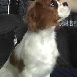 Cavalier King Charles Spaniel Puppies from Christina’s Cavaliers