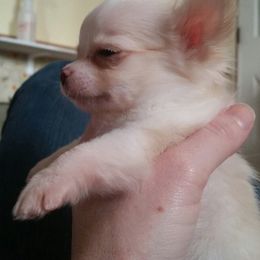 Chihuahua Puppies from True Shot Chihuahuas