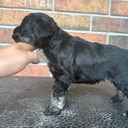 4J's Salty Lady - Salt and pepper female Miniature Schnauzer puppy in Eunice, Louisiana from 4J's Cajun Kennels