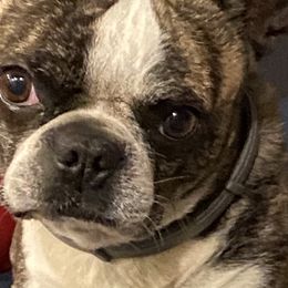 Boston Terriers and Pugs from Bugg life!