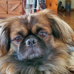 Pete - Pekingese