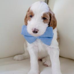 Puppy 2 - Parti female Goldendoodle puppy in Savannah, Georgia from Vino and Vespa Doodles