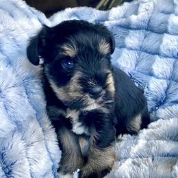 Linus - Miniature Schnauzer puppy from Oxsana Perfect Pomsky-  puppies available