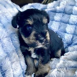 Linus - Miniature Schnauzer puppy from Oxsana Perfect Pomsky-  puppies available