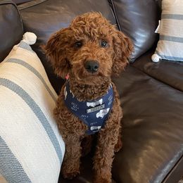 Penny - Goldendoodle