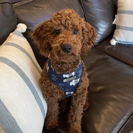 Penny - Goldendoodle
