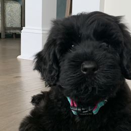 Portuguese Water Dogs from Sea and Sky Portuguese Water Dogs