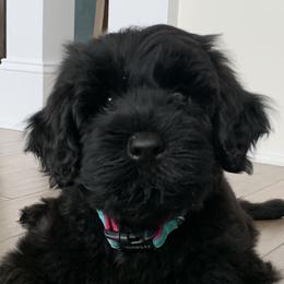 Portuguese Water Dogs from Sea and Sky Portuguese Water Dogs