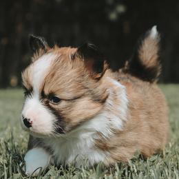American Corgi and Pembroke Welsh Corgi Puppies from Witch Creek Corgis