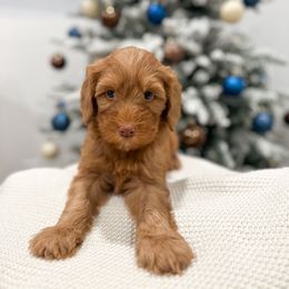 Franklin - Caramel red male Australian Labradoodle puppy in Palmdale, California from Pixie Doodle Paws