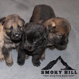 German Shepherd Puppies from Smoky Hill Shepherds