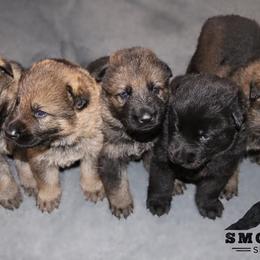 German Shepherd Puppies from Smoky Hill Shepherds