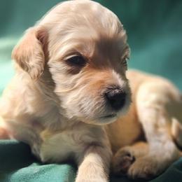 Vera - Cream female Goldendoodle puppy in Kansas City, Missouri from Poppy's Doodles