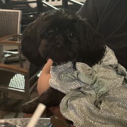 Nala - Shih Tzu