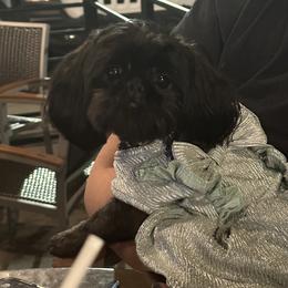 Nala - Shih Tzu