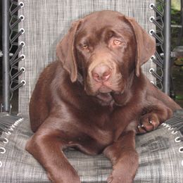 Labrador Retrievers from Bowery Run Labradors