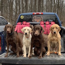 Labrador Retrievers from Elite Shed Hunting Retrievers