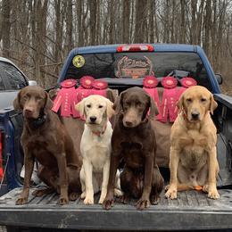 Labrador Retrievers from Elite Shed Hunting Retrievers