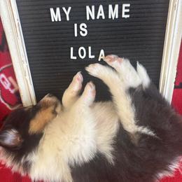 Alo - Black white and tan female Collie puppy in Beaver, Oklahoma from Lawson’s Lassies