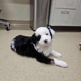 Baby Ruth - Tri-color female Bernedoodle puppy in Lancaster, Pennsylvania from NLB Mini Bernedoodles