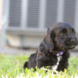 Cockapoo Puppies from JP Cockapoos LLC
