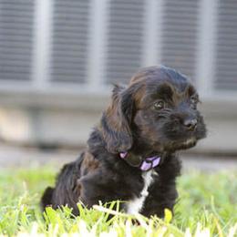 Cockapoo Puppies from JP Cockapoos LLC