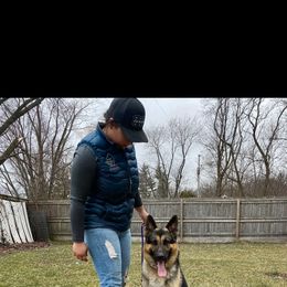 Willie - German Shepherd