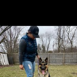 Willie - German Shepherd