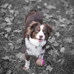 Australian Shepherd, Miniature American Shepherd, and Miniature Australian Shepherd All Grown Up from Spirited Aussies