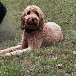 Dani - Goldendoodle