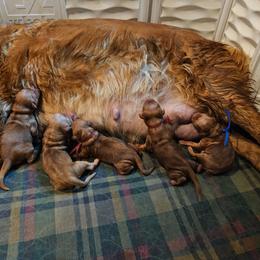 Boy 2 - Dark golden male Golden Retriever puppy in Montoursville, Pennsylvania from Wallace Golden Retriever's