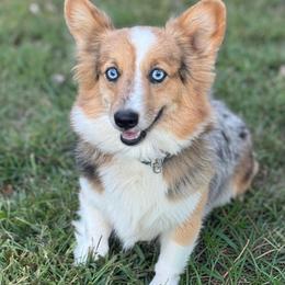 June - Blue merle and white female American Corgi puppy in Mount Carmel, Tennessee from Hidden View Farm