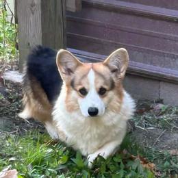 Briggs - Black and tan male Pembroke Welsh Corgi puppy in Marshall, Missouri from The King’s Corgis