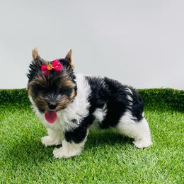 Pebbles -3850 small - Black tan and white female Biewer Terrier puppy in Douglas, Georgia from Heartland small breeds