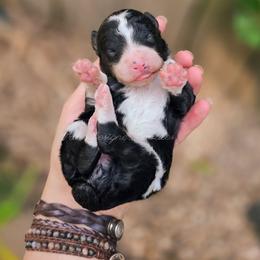 Thyme - Black and white female Aussiedoodle puppy in Centreville, Mississippi from Trin's Designer Doodles